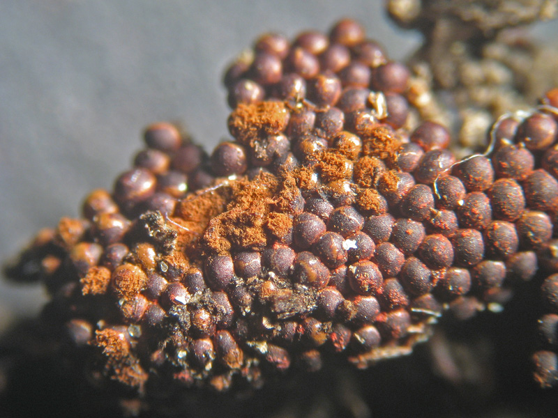 Metatrichia vesparium?